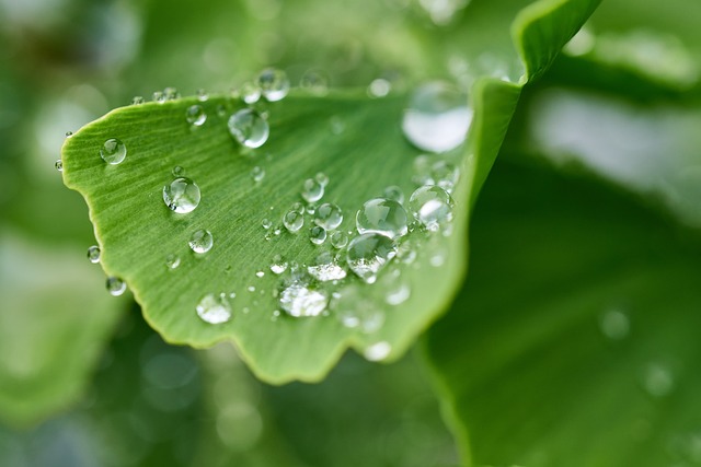 葉っぱと雨粒